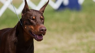 Train Your Doberman Pinscher for Nose Work: Scent Exploration Mastery