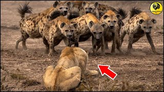 King Lion attacks Hyena who wants to steal his food very hard, lion vs buffalo | Wild Animals Fight