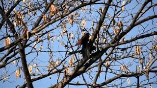 Greater Coucal Mating