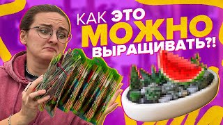 САМЫЕ АРБУЗЫ, КАБАЧКИ И ТЫКВЫ!