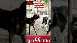 एम जे बकरी फार्म किशनगढ़ राजस्थान #qurbanicollection #shorts #farmingvideos #goats 6375303945