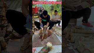 The bamboo shoots grow the harvest! Easy and labor-saving, fast cutting, fresh。竹筍種植收成！輕鬆省力，快速切割，鮮嫩可口