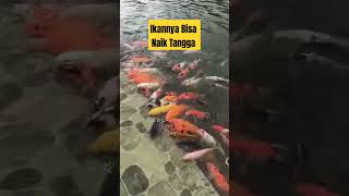 Keren Banget Ikan Koi Bisa Naik Tangga #shorts