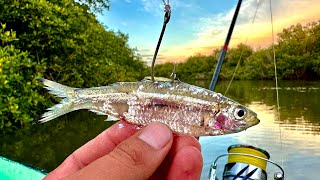 PESCA con SARDINA VIVA en los MANGLARES || pescando PARGOS con CARNADA VIVA.