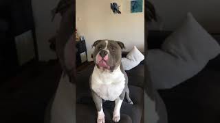 American bully| I AM IGOR