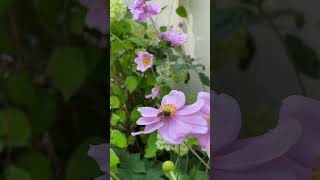 Honeybee on Japanese Anemone’s #japanese #plants #flowers