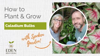 How to Plant and Grow Caladium Bulbs