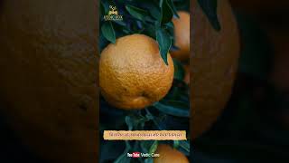 रोज़ संतरा खाने से क्या होता है ? 10 Health Benefits Of Oranges. #shorts #shortsvideo