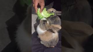 mini lop Rabbits #rabbits #bunny  #rabbit #pets #petsofinstagram