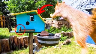 I Built A Defense System To Stop Squirrels From Raiding My Bird Feeder