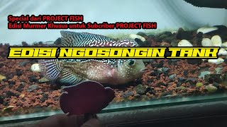 Special Koleksi Ikan Louhan Kamfa Cencu PROJECT FISH