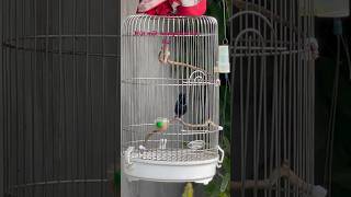 Hút mật họng đen hót bắn liên thanh. Bắt đầu lên lửa #hutmat #birds