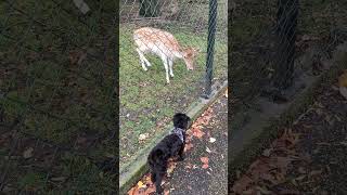 Deer and Dog #60fps #puppy #poodlemix #cute #doodle #dog #dogtrainer