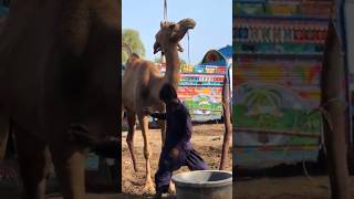 Camel 😱😱😱😱 #camel #youtubeshorts #goat #youtubevideos #animals #ytshorts #youtube #shorts