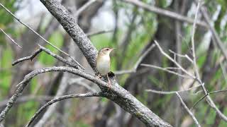 Певчий сверчок Locustella certhiola / Pallas's grasshopper warbler song