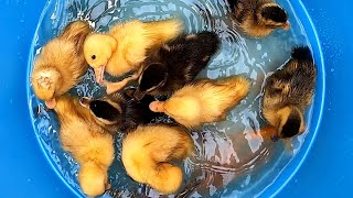 Cute Duck & Fish - Ducklings in the pool