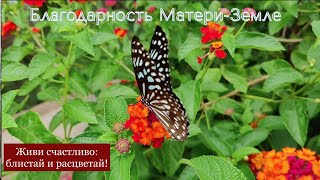 Благодарность Матери-Земле/Аудиомедитация