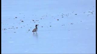 Duck Against the Wind on the Ice