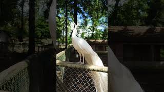 wildpark und Greifvogelzoo Potzberg. 😍😍😍