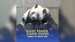 Giant panda Xiang Xiang celebrated the fifth birthday in Japan