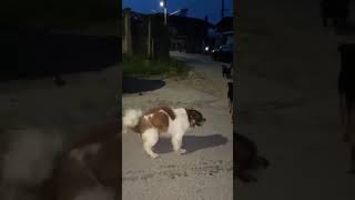 Dog 'dances' to its own beat 😂 #dogs #funnydogs #funny #funnyvideo #funnyanimals  #shorts