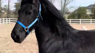 Just out playing today.   #friesianhorse #friesian #horse #horses #horselover #horsestable