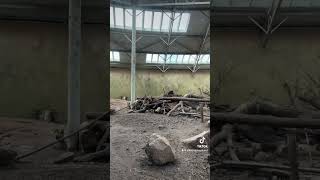 Bush Dogs at Chester Zoo