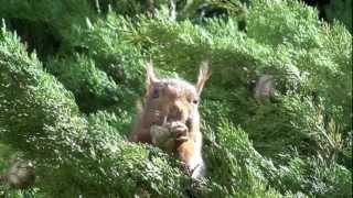 ECUREUIL EN PLEIN REPAS