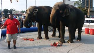 Circus City Festival   Peru, Indiana   Elephants