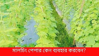 মালচিং পেপার কেন ব্যবহার করবেন? Bright Agriculture