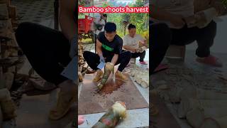 Fresh bamboo shoots grow harvest small, easy to peel off the skin.  鮮嫩好吃的竹筍種植收穫小撇步，輕輕鬆松剝掉外皮，一刀一切