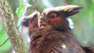 Crested Owl | Lophostrix cristata