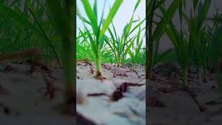 Tube well water in my fields |village life at india/pakistan border.