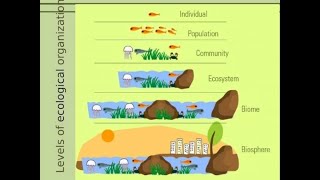 Individual Species, Populations, Communities, Ecosystems, and Biomes. A Full Ecology lesson. 7.EC.5A