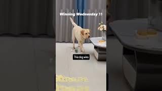 #dogvideos #dogfetch