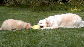 Our funny Golden Retrievers