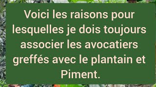 voici les raisons pour lesquelles je dois associer les avocatiers greffés avec le plantain et piment