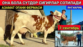 ЯНГИ ПАРТИЯ ОНА БОЛА СУТДОР СИГИРЛАР СОТИЛАДИ ХОРАЗМ ЯНГИАРИҚ Азамат оғани фермаси 7-сентября