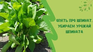 🌱🌱🌱Опять про шпинат. Убираем урожай шпината.Важные советы