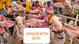 5.part HYDERABADI GOAT🐐TOP QUALITY MALE JANASHEEN SON👆