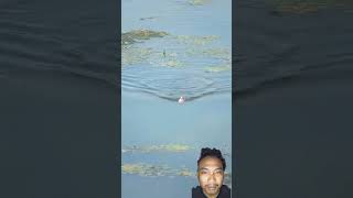 Detik detik sambaran ikan monster #fishing #fish #bigfish #catchandrelease #bass #anime