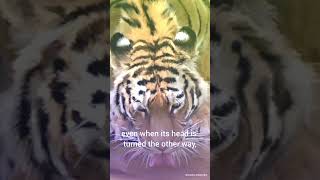 How Tigers make fool😱 | #youtubeshorts #facts #shorts