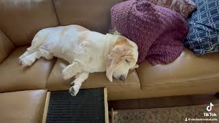 Nap time. @VincentsBassetHoundChannel