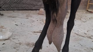 Milking Goats || Goats Milking