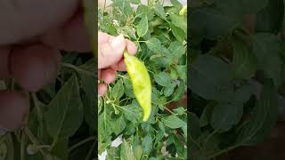 Green chillies & Mint plants #kitchengarden #kitchengardenideas #gardeningideas #shortsvideo