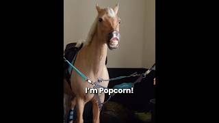 Popcorn is an icon 😎🫶🏻 Pls don’t flop 😭🥹