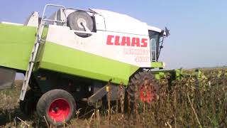 CLAAS LEXION 430 VRSA SUNCOKRETA 1.AVGUST.2017.