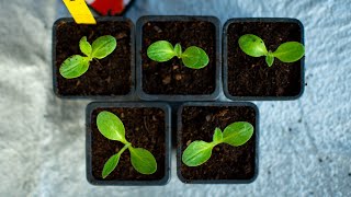 Separando plantas pequeñas en macetas individuales