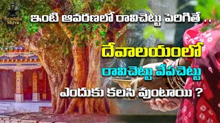 ఇంటి  ఆవరణలో రావిచెట్టు పెరిగితే ..  | దేవాలయంలో రావిచెట్టు వేపచెట్టు ఎందుకు కలసి వుంటాయి ?