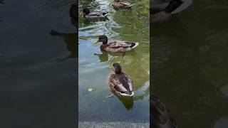 🦆 #видеоконтент #видеограф #съемки #утки #природа #видеомонтаж